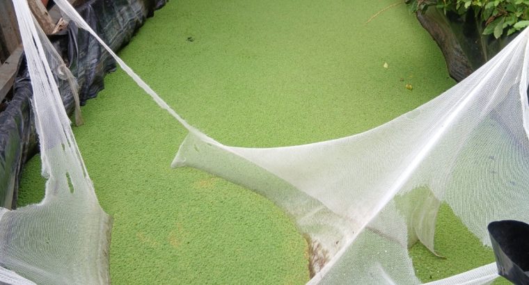Azolla seeds available