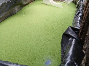 Azolla seeds available