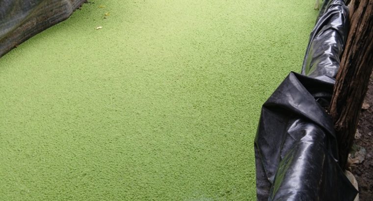 Azolla seeds available