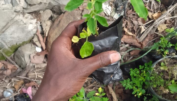 Moringa seedlings