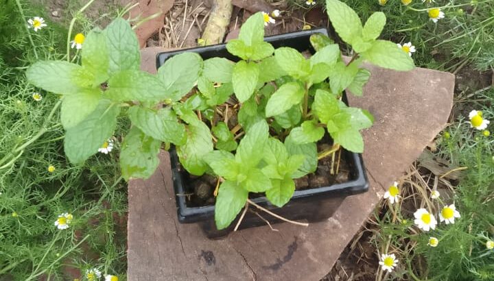 Mint Seedlings