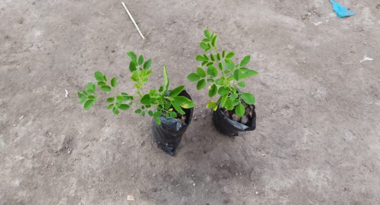 Moringa seedlings