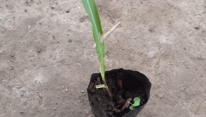 Lemon Grass Seedlings