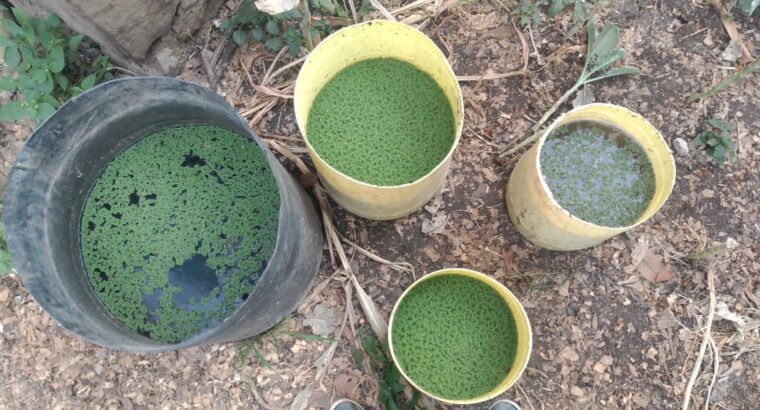 Azolla seeds available