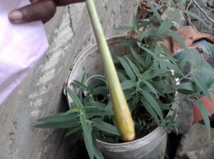 Lemon Grass Seedlings