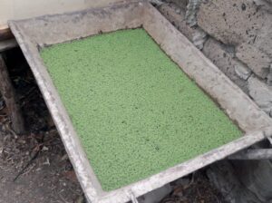 Azolla seeds available