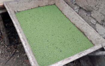 Azolla seeds available