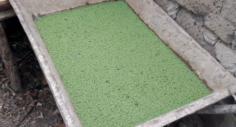 Azolla seeds available