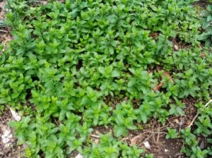 Mint Seedlings