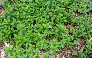 Mint Seedlings