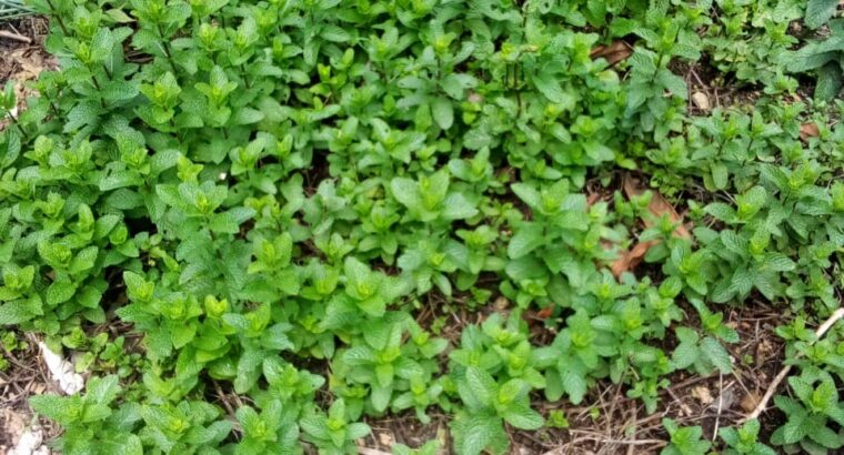 Mint Seedlings