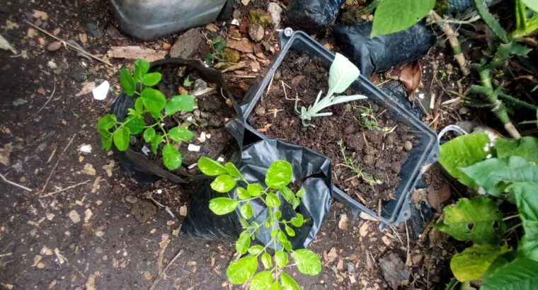 Moringa seedlings