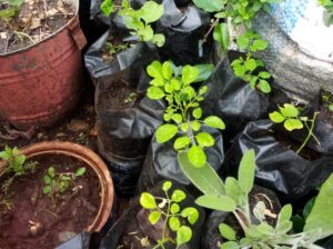 Moringa seedlings