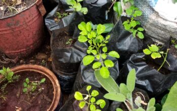 Moringa seedlings