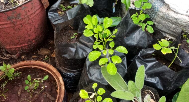 Moringa seedlings