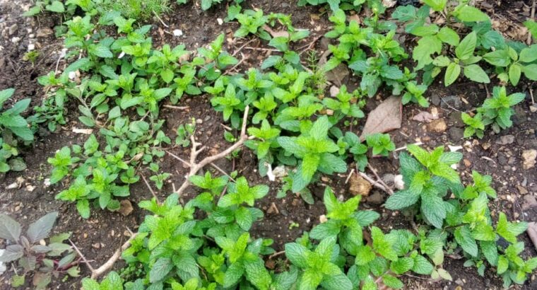 Mint Seedlings