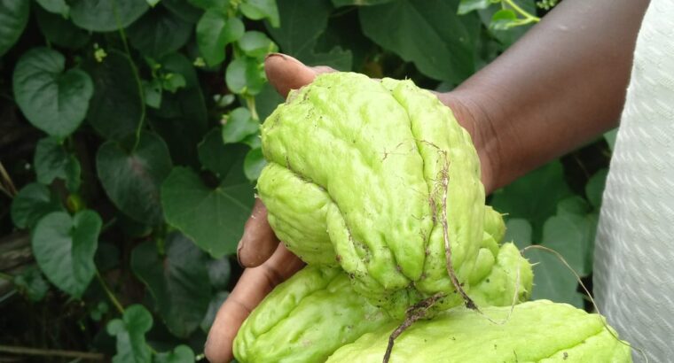 Chayote for sale