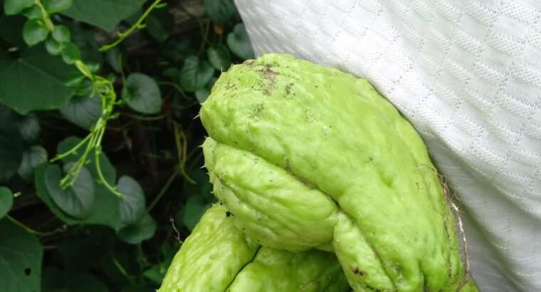 Chayote for sale