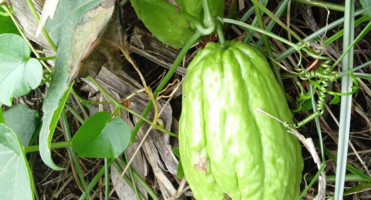 Chayote for sale