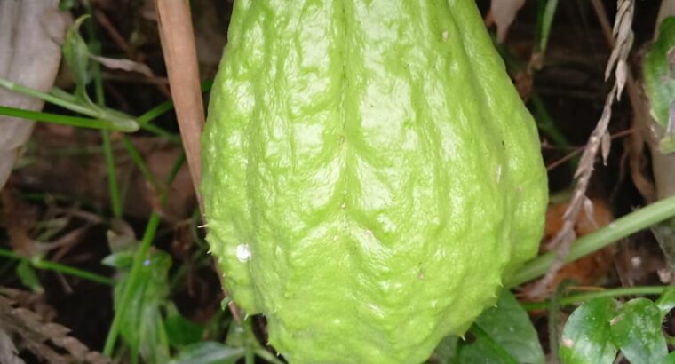 Chayote for sale