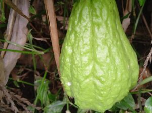 Chayote for sale