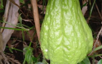 Chayote for sale