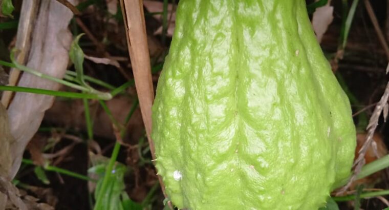 Chayote for sale