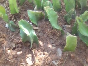 Dragon fruits cutttings