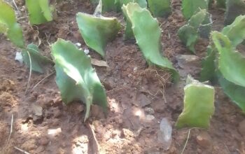 Dragon fruits cutttings