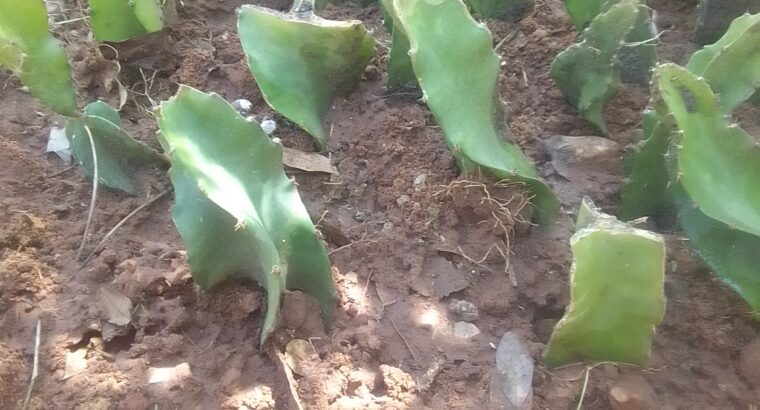 Dragon fruits cutttings