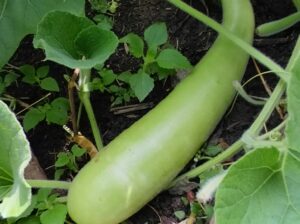 Courgette