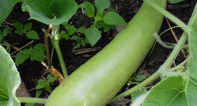 Courgette