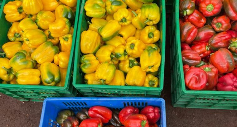 Red & Yellow Capsicum