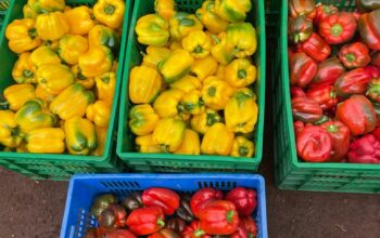 Red & Yellow Capsicum