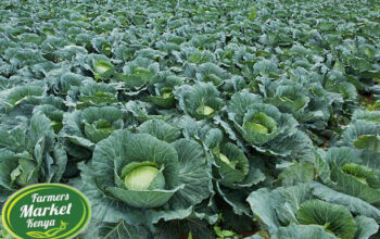 Cabbages