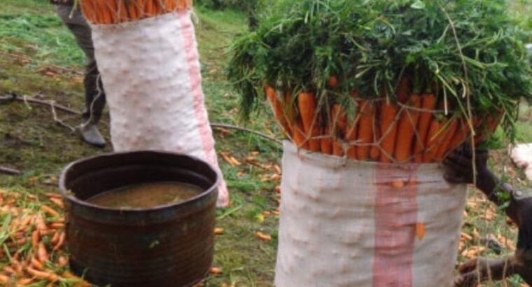 Fresh farm carrots