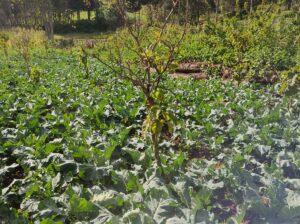 Cauliflower