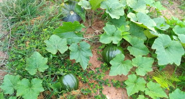 Pumpkins & Butternuts