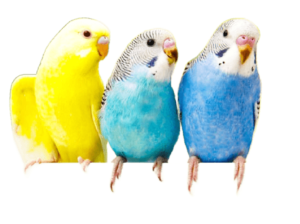 Parrots