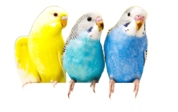 Parrots