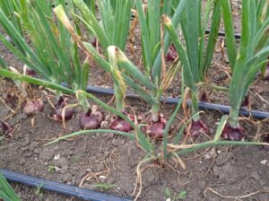 Red Bulb Onions