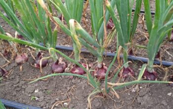 Red Bulb Onions