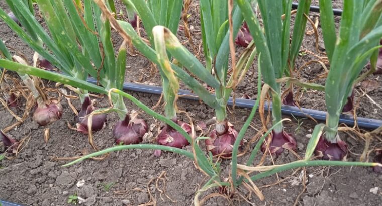 Red Bulb Onions