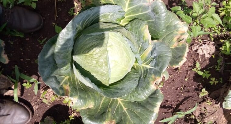 Fresh cabbage