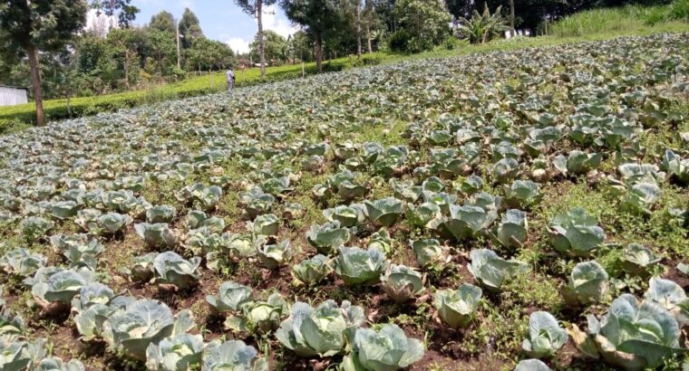 Fresh cabbage