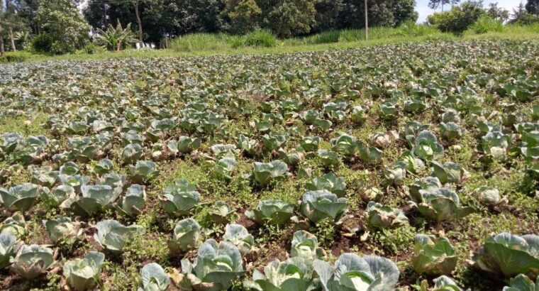 Fresh cabbage