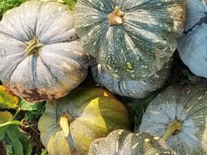 Pumpkins on sale