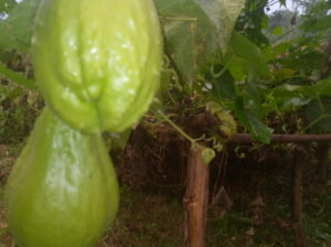 ORGANIC CHAYOTE