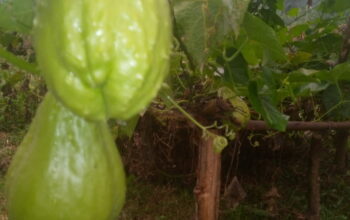 ORGANIC CHAYOTE