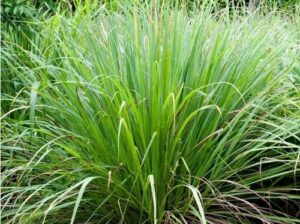 Organic lemon grass